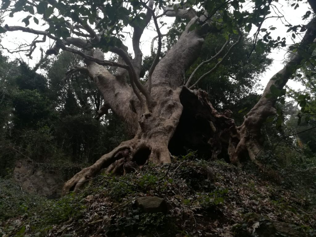 Platano di Curinga (CZ) : Platanus orientalis